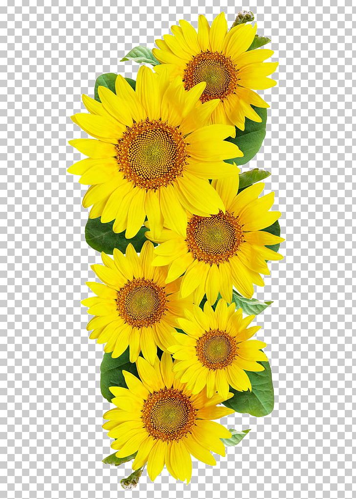 Common Sunflower Photography PNG, Clipart, Annual Plant, Cut Flowers, Daisy Family, Flower, Flowering Plant Free PNG Download