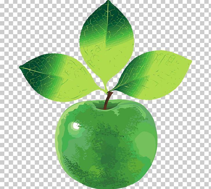 Fruit Apple PNG, Clipart, Apple, Download, Fruit, Google Images, Green Free PNG Download