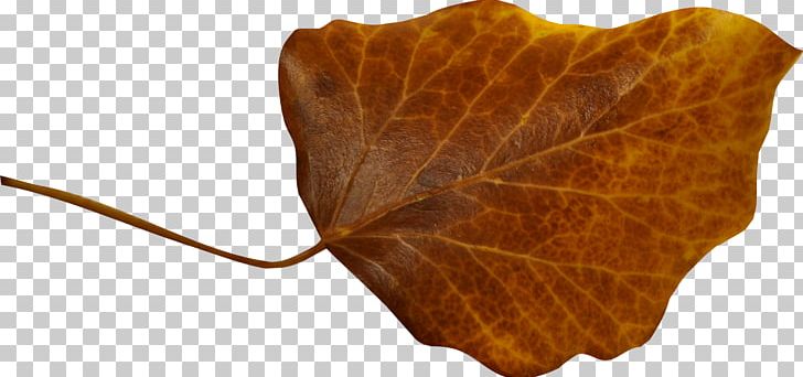 Leaf Photography Orange PNG, Clipart, Autumn, Branch, Color, Creativity, Flower Free PNG Download