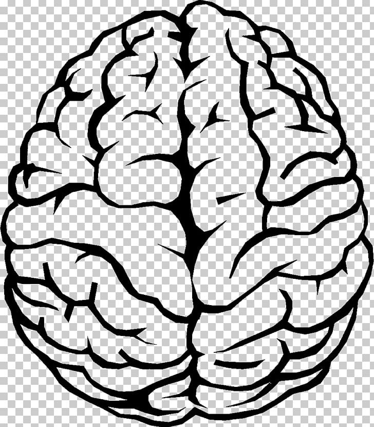 Outline Of The Human Brain PNG, Clipart, Black And White, Brain, Brain Size, Circle, Clip Art Free PNG Download