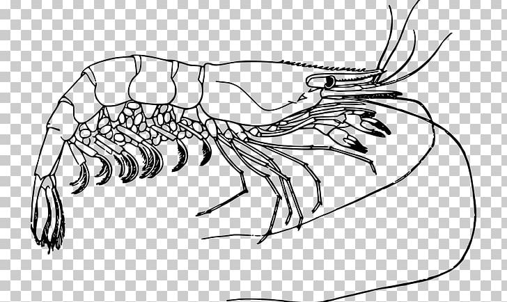 Prawn Drawing Computer Icons PNG, Clipart, Artwork, Black And White, Computer Icons, Decapoda, Desktop Wallpaper Free PNG Download