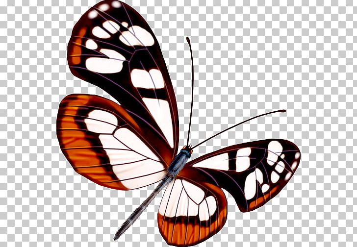 Butterfly Greta Oto PNG, Clipart, Arthropod, Blue Butterfly, Brush Footed Butterfly, Butterflies, Butterfly Group Free PNG Download