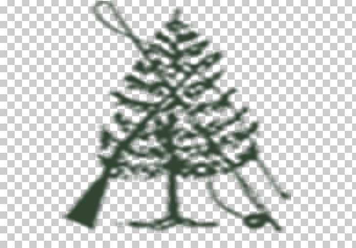 Fir Spruce Christmas Tree Christmas Ornament PNG, Clipart, Black And White, Branch, Christmas, Christmas Decoration, Christmas Ornament Free PNG Download