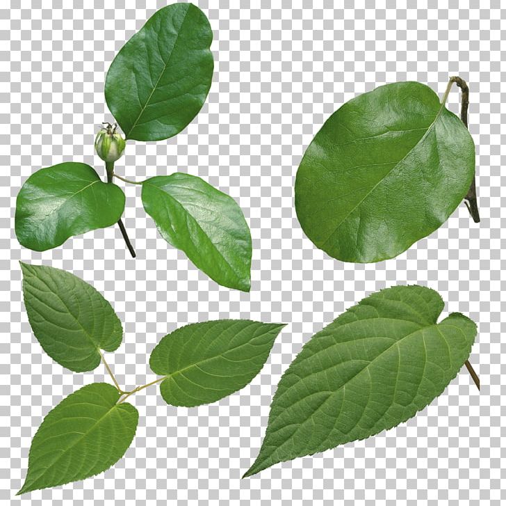 Leaf Look At Leaves PNG, Clipart, Blue, Clouds, Dusk, Film, Green Leaf Free PNG Download