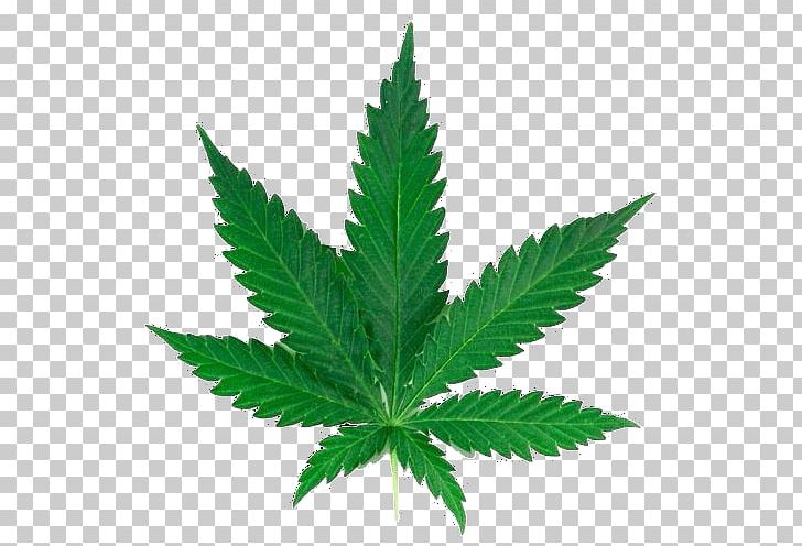 Medical Cannabis Cannabis Sativa Leaf Joint PNG, Clipart, Blunt, Cannabis, Cannabis Sativa, Cannabis Shop, Cannabis Smoking Free PNG Download