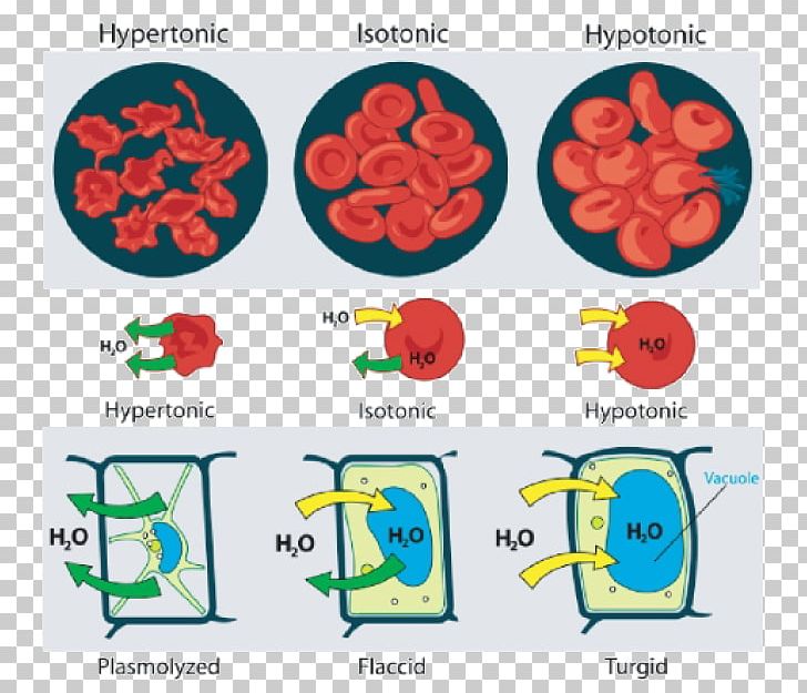 Osmosis Facilitated Diffusion Tonicity Cell PNG, Clipart, Animal Cell, Area, Biological Membrane, Biology, Cell Free PNG Download