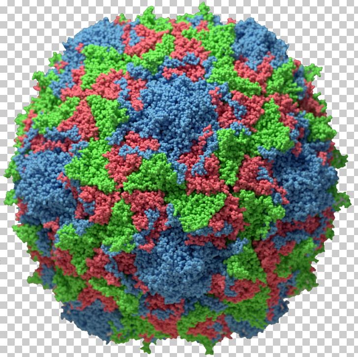 Poliovirus Capsid Poliomyelitis Viral Replication PNG, Clipart, Capsid, Cell, Endemic, Eradication Of Infectious Diseases, Infection Free PNG Download