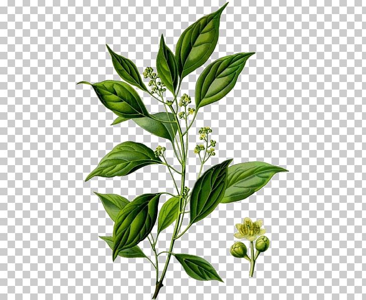 Ravensara Aromatica Essential Oil Plant Camphor Tree PNG, Clipart, Aromatherapy, Basil, Branch, Camp, Camphor Free PNG Download