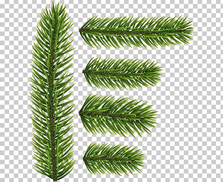 Spruce Fir Tree Conifers Evergreen PNG, Clipart, Branch, Branching, Conifer, Conifers, Evergreen Free PNG Download