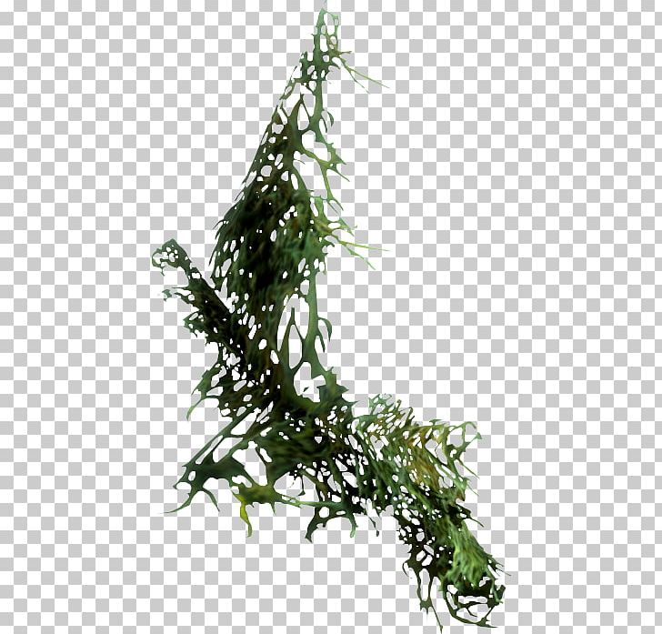 The Elder Scrolls V: Skyrim – Dragonborn Moss Graffiti PNG, Clipart, Branch, Elder Scrolls, Elder Scrolls V Skyrim, Flora, Hanging Free PNG Download