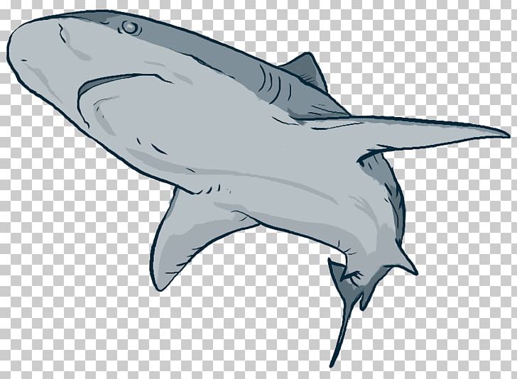 Tiger Shark Tucuxi Marine Biology Cetacea Ocean PNG, Clipart, Biology, Blue Whale, Cartilaginous Fish, Dolphin, Drawing Free PNG Download