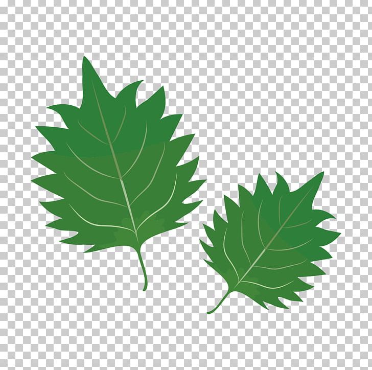 Rolloff Dumpster Rental Quad Cities Wood Waste PNG, Clipart, Basil