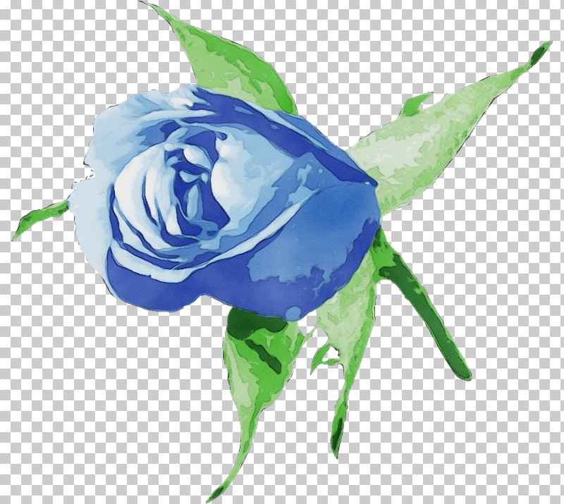 Garden Roses PNG, Clipart, Blue Rose, Cabbage Rose, Cut Flowers, Flora, Flower Free PNG Download