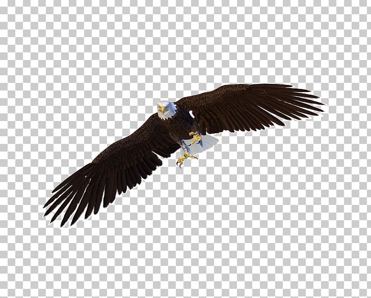 Bald Eagle Benton Lake National Wildlife Refuge Bird Flight PNG, Clipart, Accipitriformes, Animal, Animals, Bald Eagle, Beak Free PNG Download