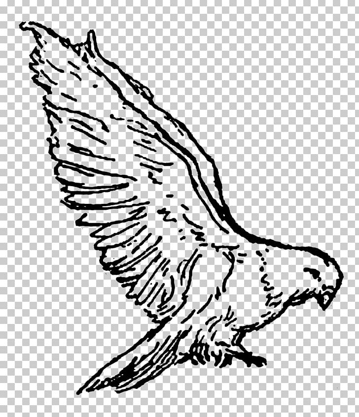 Columbidae Drawing PNG, Clipart, Art, Artwork, Beak, Bird, Bird Of Prey Free PNG Download