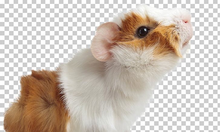 Guinea Pig Dog Puppy Cat PNG, Clipart, American, American Guinea Pig, Animal, Breed, Cat Free PNG Download