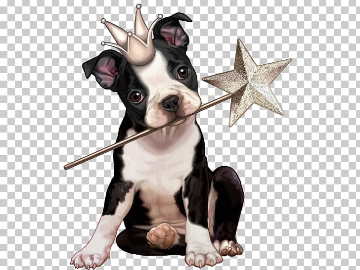 Puppy Boston Terrier Yorkshire Terrier Scottish Terrier Pet PNG, Clipart, Animal, Animals, Boston Terrier, Cari, Carnivoran Free PNG Download
