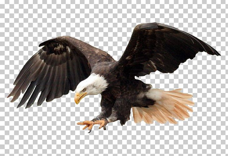 Bald Eagle Bird PNG, Clipart, Accipitriformes, Bald Eagle, Beak, Bird, Bird Of Prey Free PNG Download