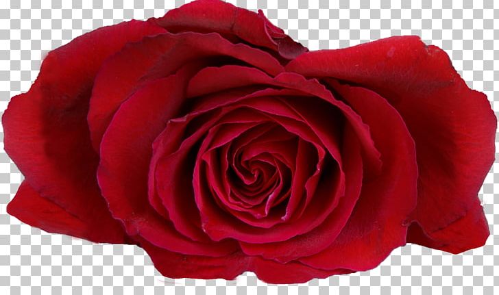 Garden Roses Stock Photography Cabbage Rose Floribunda PNG, Clipart, Cut Flowers, Floribunda, Flower, Flower Bouquet, Flowering Plant Free PNG Download