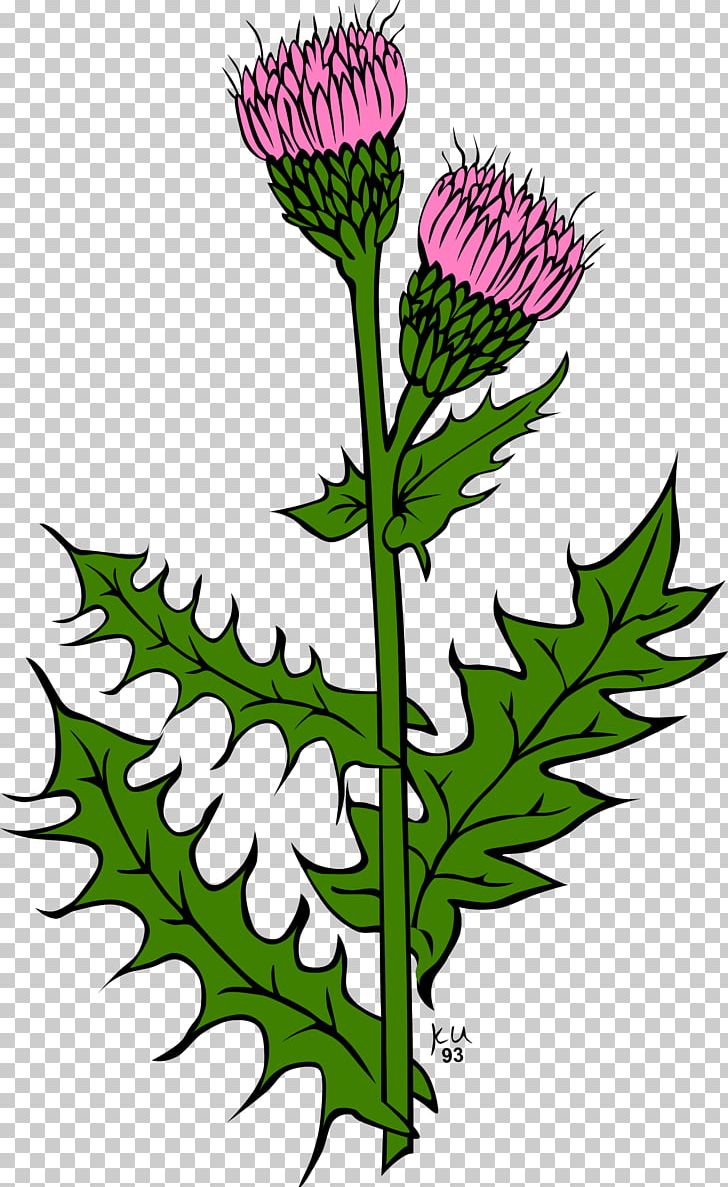 Cirsium Vulgare Creeping Thistle PNG, Clipart, Artwork, Chrysanths, Cirsium, Cirsium Vulgare, Computer Icons Free PNG Download