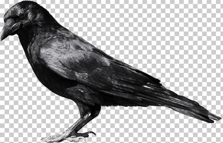 Crows PNG, Clipart, American Crow, Beak, Bird, Black And White, Crow Free PNG Download