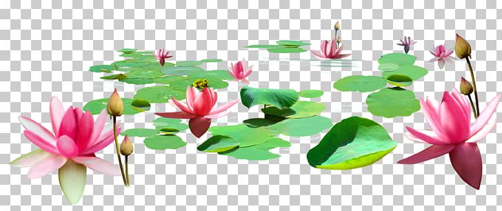 Lotus Pond Nelumbo Nucifera Cartoon PNG, Clipart, Aquatic Plant, Balloon Cartoon, Boy Cartoon, Cartoon, Cartoon Character Free PNG Download