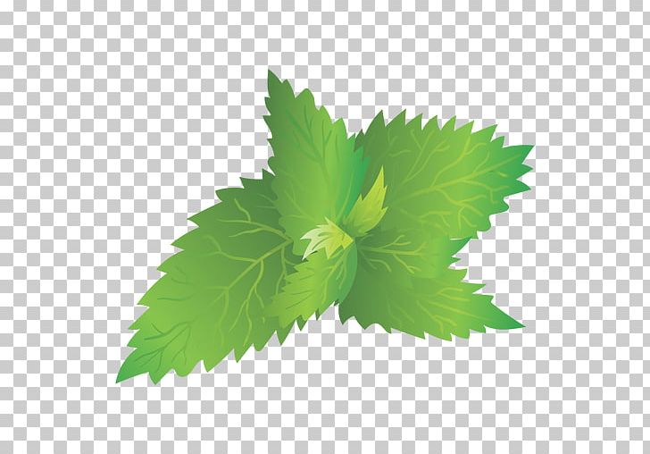 Nettle PNG, Clipart, Nettle Free PNG Download