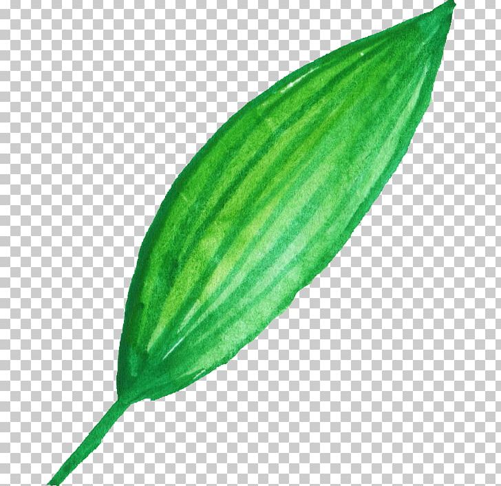 Peppermint Leaf Herb Watercolor Painting PNG, Clipart, Commodity, Cucumber, Cucumber Gourd And Melon Family, Gourd, Herb Free PNG Download