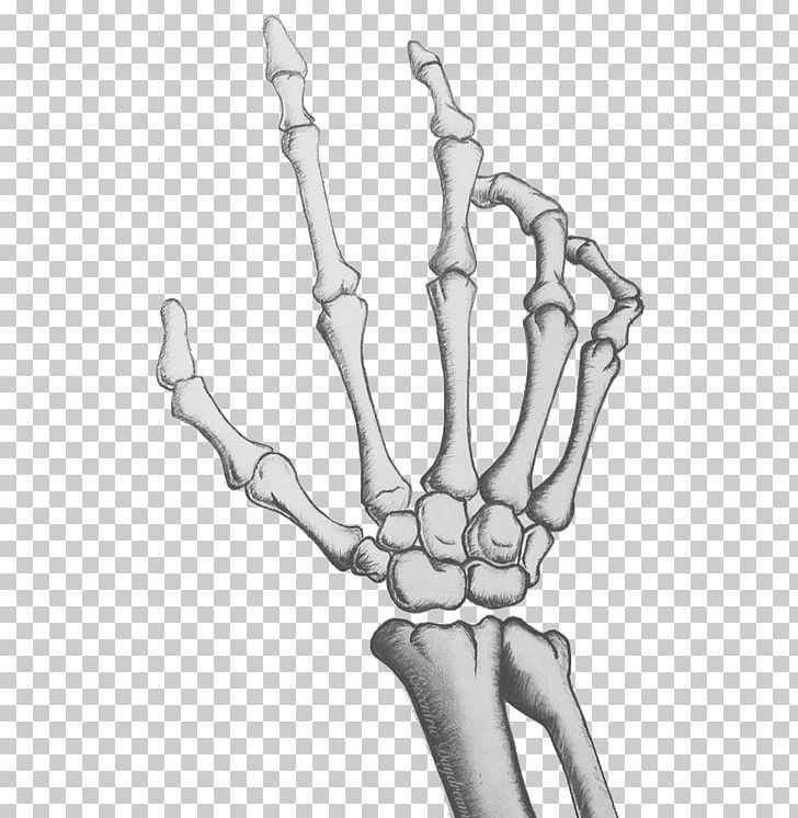 Human Skeleton Skull Bone Hand PNG, Clipart, Anatomy, Arm, Black And White, Bones, Carpal Bones Free PNG Download