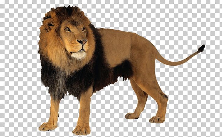 Lion Felidae Computer Icons PNG, Clipart, Adorable, Animals, Big Cat, Big Cats, Carnivoran Free PNG Download