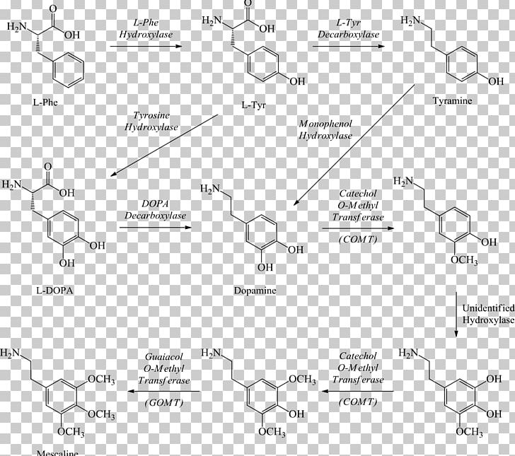 Mescaline Peyote Hallucinogen 2C-B Drug PNG, Clipart, 2cb, Amphetamine, Angle, Area, Circle Free PNG Download
