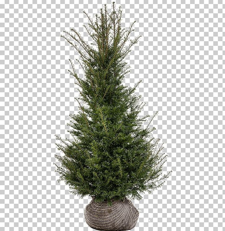 Spruce Fir Pine Christmas Tree Larch PNG, Clipart, Christmas, Christmas Decoration, Christmas Tree, Conifer, Cypress Family Free PNG Download