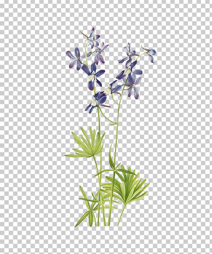 Wild Flowers Of America Printing Botany Illustration PNG, Clipart, Art, Background Green, Bonsai, Branch, Digital Image Free PNG Download