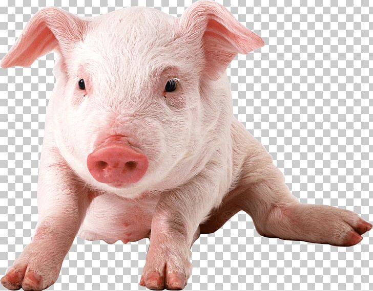 Baby Pig Sitting PNG, Clipart, Animals, Pigs Free PNG Download