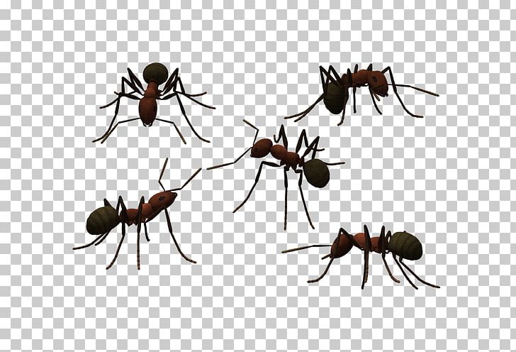 Ant Photography PNG, Clipart, Ant, Antenna, Ants, Ants Vector, Ant Vector Free PNG Download