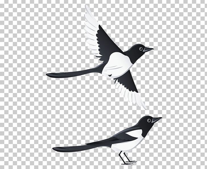 Bird Eurasian Magpie PNG, Clipart, Animals, Beak, Bird, Black And White, Crow Free PNG Download