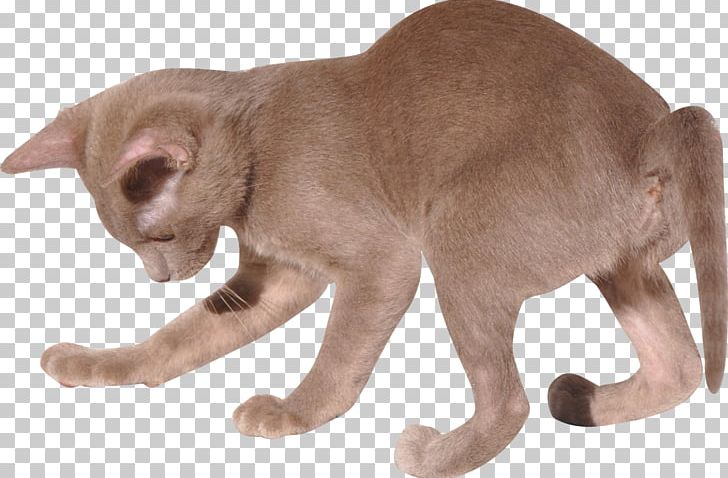 Burmese Cat Oriental Shorthair British Shorthair Kitten Domestic Short-haired Cat PNG, Clipart, Animal, Animal Figure, Animals, Breed, British Shorthair Free PNG Download