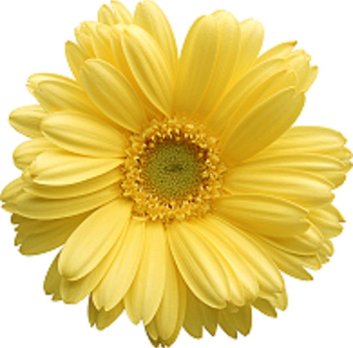 Common Daisy Transvaal Daisy PNG, Clipart, Chrysanths, Common Daisy, Cut Flowers, Daisy, Daisy Family Free PNG Download