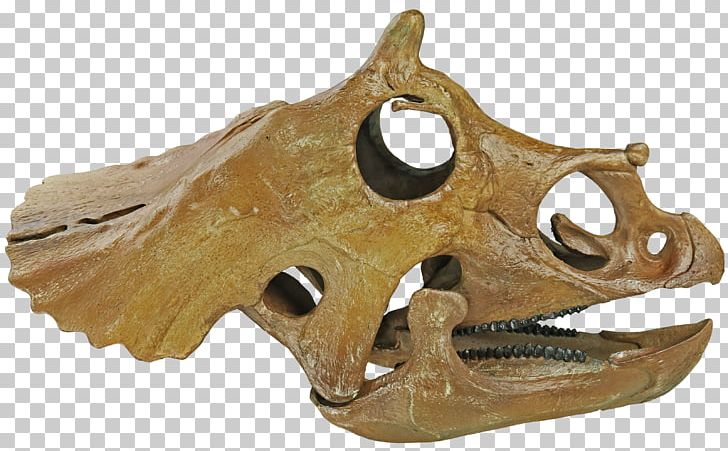 Hell Creek Formation Triceratops Prorsus Skull Dinosaur Skeleton PNG, Clipart, Bone, Brow, Centimeter, Dinosaur, Fantasy Free PNG Download