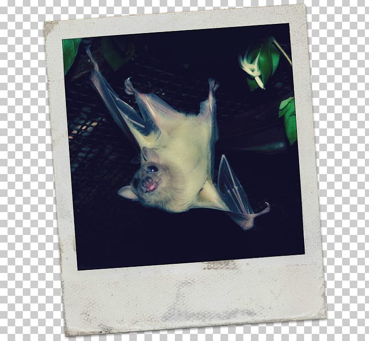 Painting Fauna PNG, Clipart, Art, Bat, Fauna, Mammal, Organism Free PNG Download