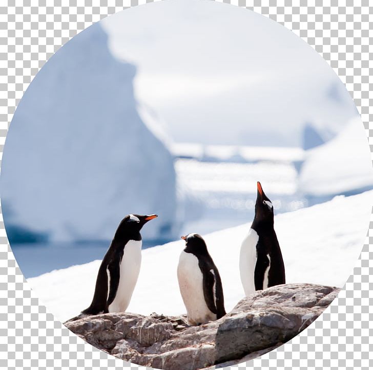 Penguin Antarctic Peninsula Stock Photography PNG, Clipart, Animal, Animals,  Antarctic, Antarctica, Antarctic Peninsula Free PNG Download