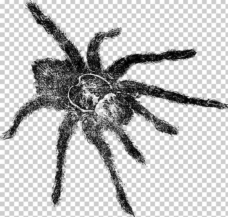 Tarantula Spider Drawing PNG, Clipart, Animal, Arachnid, Araneus, Arthropod, Black And White Free PNG Download