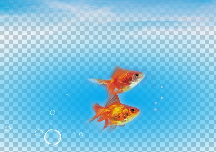 Carassius Auratus Fish Sea Water PNG, Clipart, Animals, Bony Fish, Computer Wallpaper, Coral Reef Fish, Deep Sea Free PNG Download