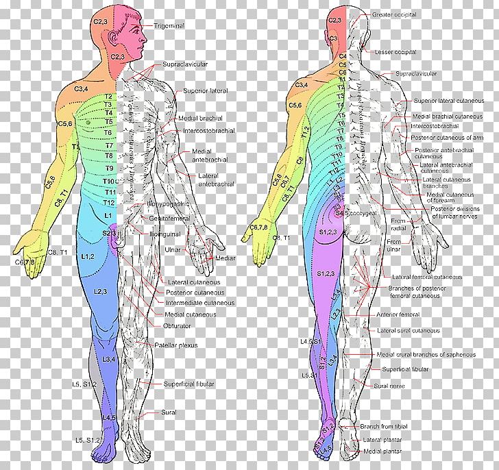 Dermatome Spinal Cord Peripheral Nervous System Spinal Nerve Myotome PNG, Clipart, Abdomen, Anatomy, Angle, Arm, Art Free PNG Download