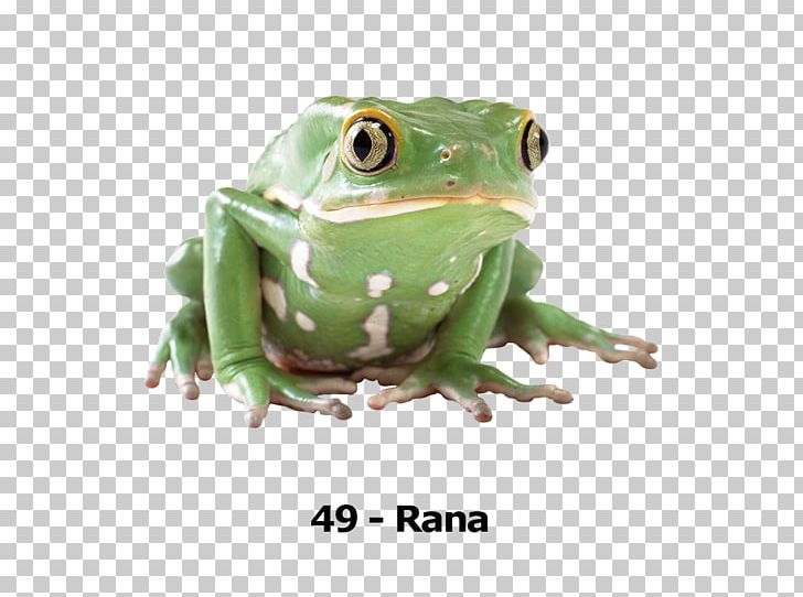 Frog Desktop PNG, Clipart, Amphibian, Animals, Computer Icons, Desktop Wallpaper, Download Free PNG Download