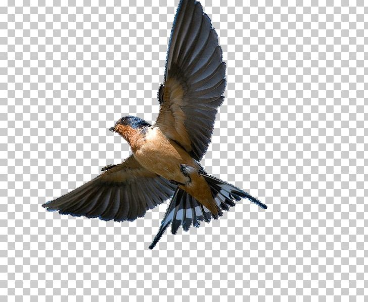 Barn Swallow Bird Swift Tree Swallow PNG, Clipart, American Cliff Swallow, Animals, Antonyms, Barn Swallow, Beak Free PNG Download