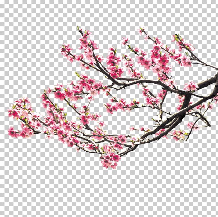Cherry Blossom Pink Peach Blossom PNG, Clipart, Blossom, Blossoms, Branch, Cherry Blossom, Cherry Blossoms Free PNG Download