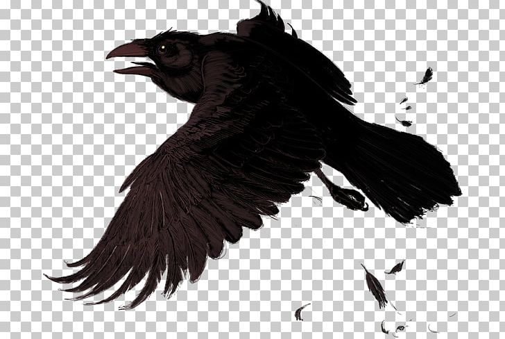 Common Raven American Crow PNG, Clipart, American Crow, Beak, Bird, Black And White, Common Raven Free PNG Download