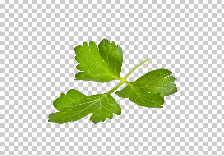 Parsley Leaf Fines Herbes Lovage PNG, Clipart, Carer, Celery, Condiment, Coriander, Fines Herbes Free PNG Download