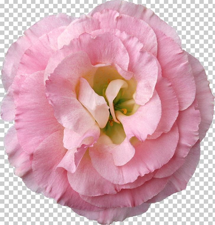 Baku Flower Festival Garden Roses Flower Bouquet PNG, Clipart, Baku Flower Festival, Camellia, Color, Cut Flowers, Femininity Free PNG Download